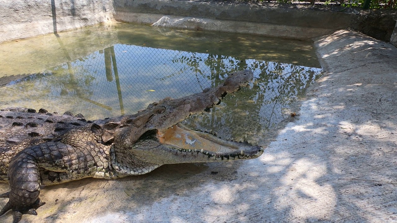 Santuario de Cocodrilos El Cora es apto para todos los visitantes.