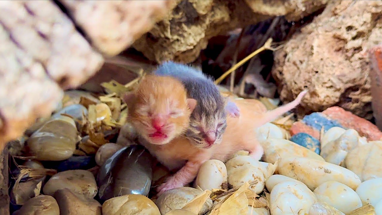 Кошка тихо родила милых котят у моей двери, и последующие моменты были очень тёплыми. 🐱🐈❤