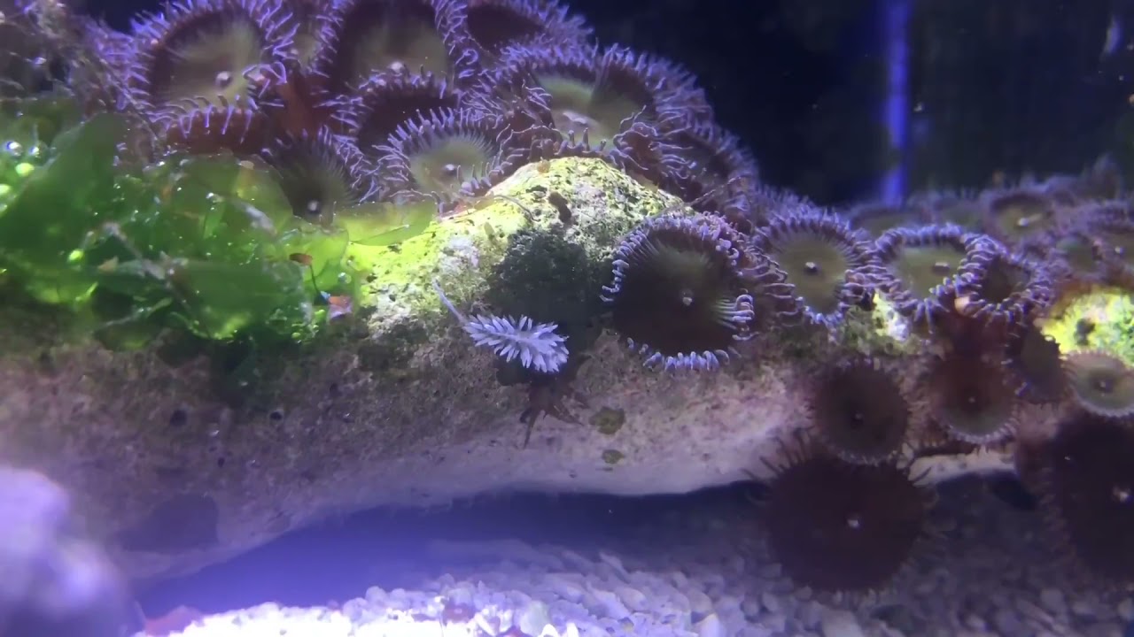 Berghia nudibranch vs Aptasia