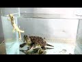 Common snapping turtle eats live gecko  warning live feeding