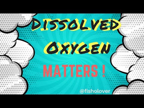 Dissolved Oxygen Matters: How Does It Affect Your Aquaculture Species