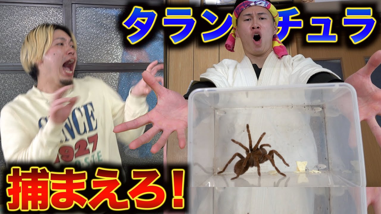 【高級寿司屋】タランチュラのお寿司に客ブチギレ