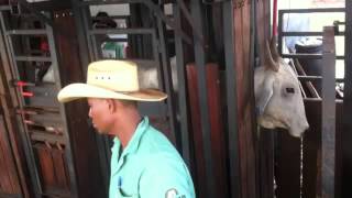 MultBovinos screenshot 5