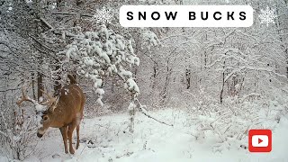 Winter Wonderland Whitetail | Trail Cam Videos