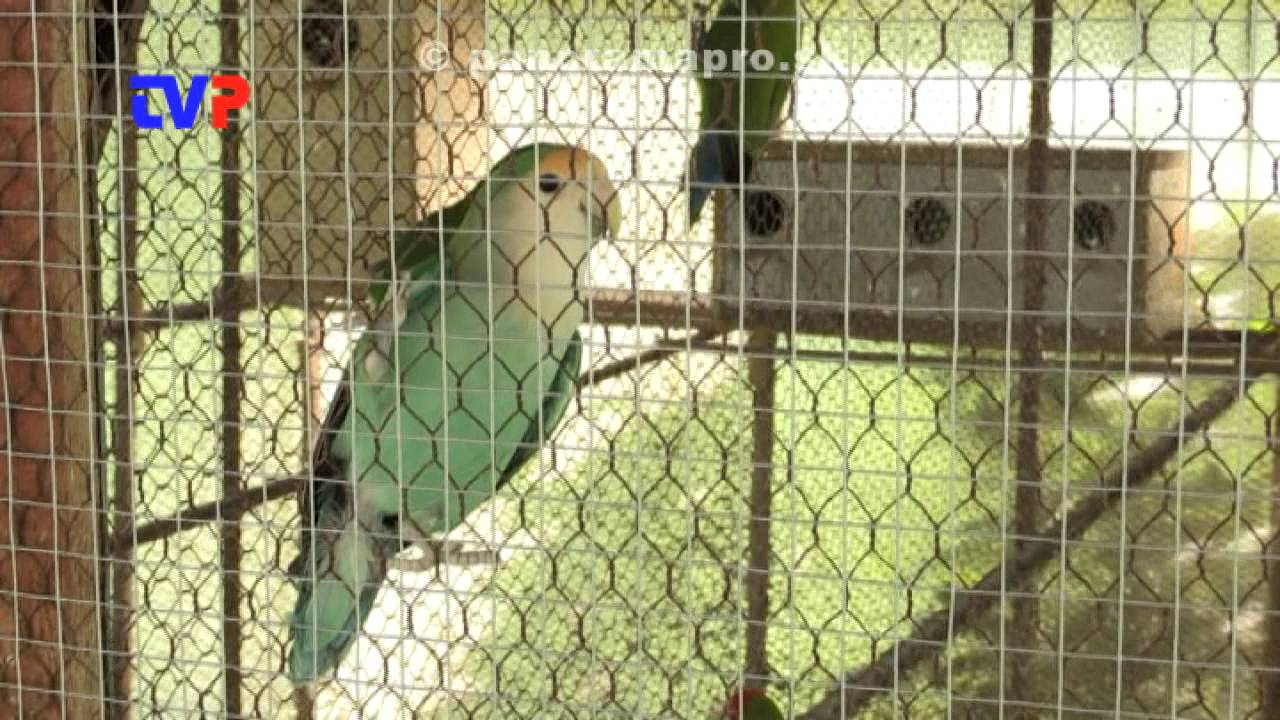 Chovateľ agapornisov