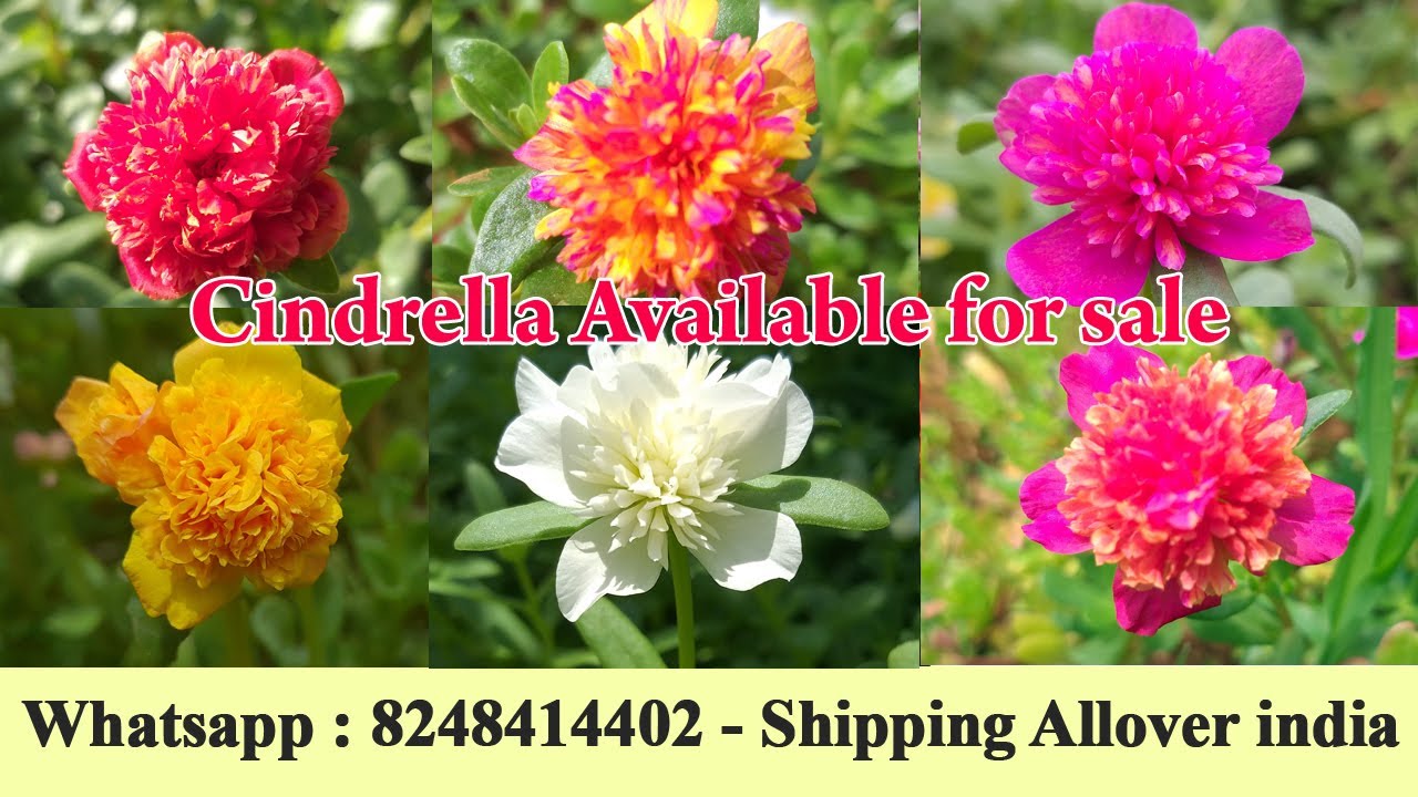 Cindrella - Portulaca - Pathumani - Table rose - Online sale  - 80 colors - Whatsapp : 8248414402