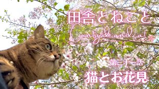 猫と桜とお花見弁当