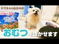 【保護犬 クウ】クウにおむつ（マナーウェア）をはかせます。保護犬クウちゃんねる#49【ポメラニアン】Pomeranian【shelter dog】