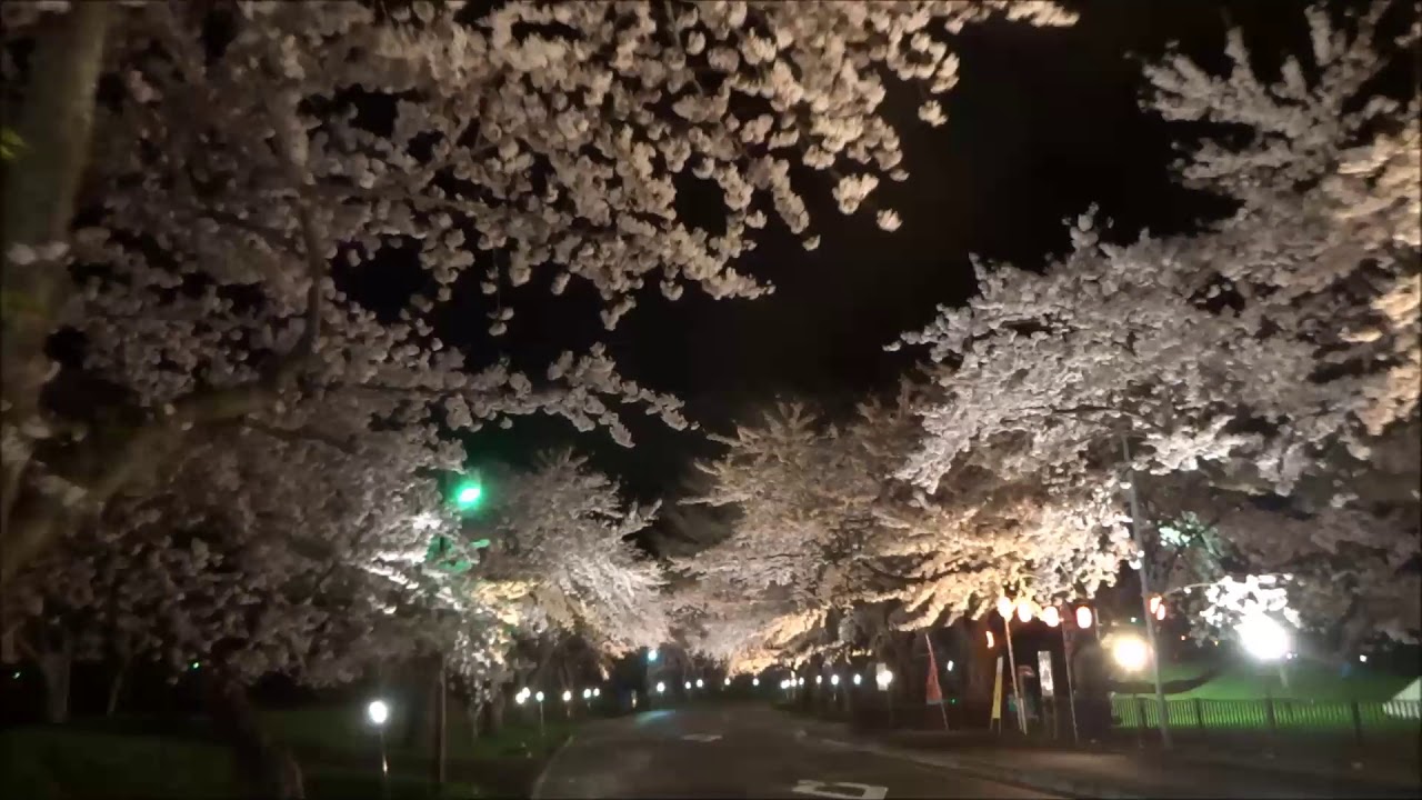 大野川桜並木 Youtube