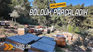 ARI NASIL BÖLÜNÜR?  Bölüm 1 #arıcılık #beekeeping #bee