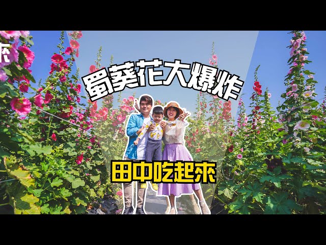 《田中吃起來》彰化田中一日遊，田中蜀葵花海也太美了吧！ (2個景點+4個美食)