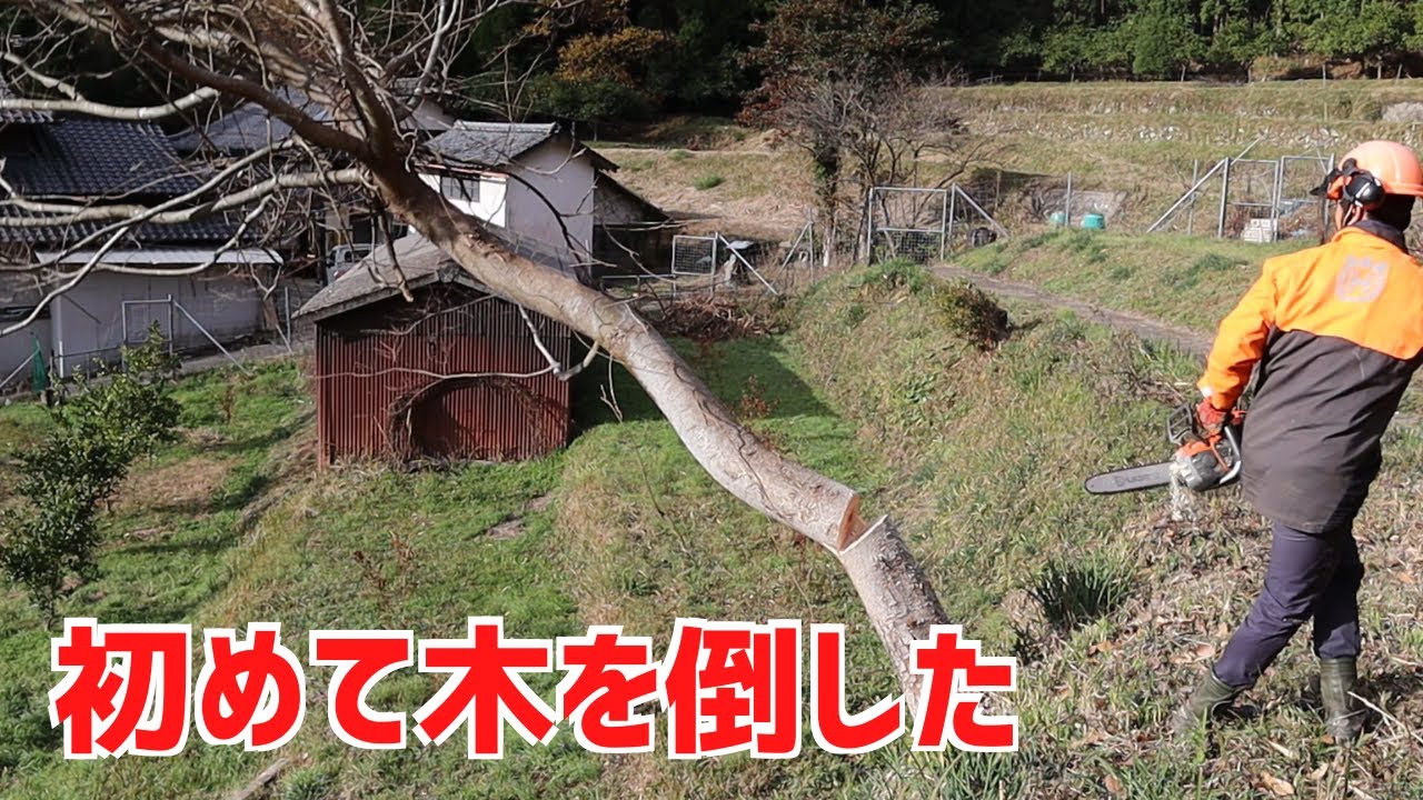 電動式チェンソーでお墓横の雑木を初めて倒す！