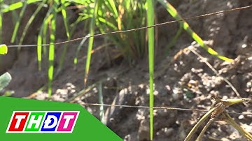 Nên chọn cách diệt chuột cắn phá lúa an toàn | THDT