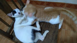 The Little Kitten Angrily Hit The Mother Cat For Refusing To Breastfeed by Cute Kittens 42,185 views 3 years ago 4 minutes, 45 seconds