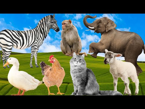 The Lives of Known Animals - tiger, cats, chickens, horses, ducks, elephants | Animal sounds