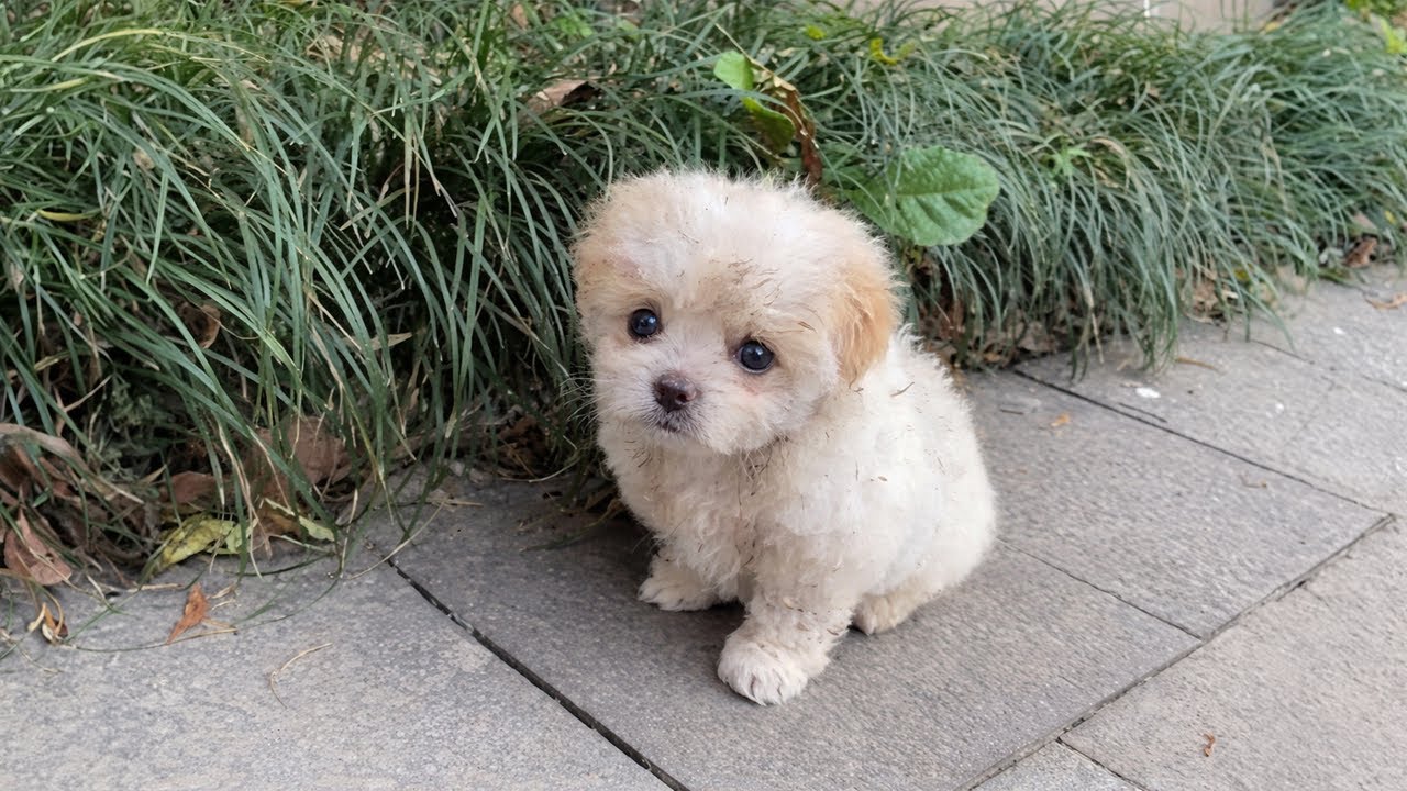 One Sentence Made a Stray Puppy Chase a Woman and Become the Most Loved Pet