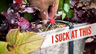 Drip Irrigation Fails: Learn from my mistakes 💦