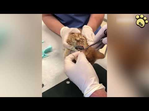 Vidéo: Infestation De Douve Du Foie Chez Les Chats