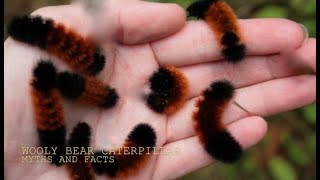 THE WOOLLY BEAR CATERPILLARMYTHS and FACTS with Chris Walklet