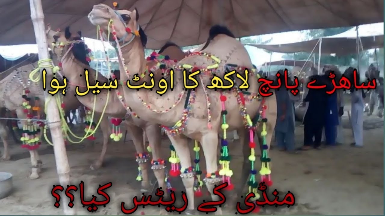 Camel Mandi 2020 Eid | Big Camel Rates In Kheyali Baepass | Gujranwala