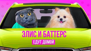 видео: КОШЕЧКА БАТТЕРС И СОБАЧКА ЭЛИС ВЕРНУЛИСЬ ДОМОЙ ! ДОЛГОЖДАННАЯ ВСТРЕЧА картинка: КОШЕЧКА БАТТЕРС И СОБАЧКА ЭЛИС ВЕРНУЛИСЬ ДОМОЙ ! ДОЛГОЖДАННАЯ ВСТРЕЧА
