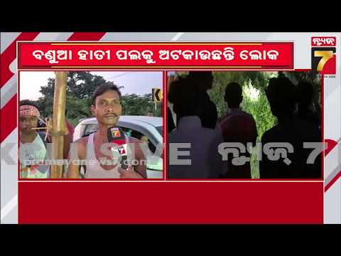 କେନ୍ଦୁଝର ମୈଦାନକେଲର ଘଟଣା; ପୁଣି ହାତୀ ମଣିଷ ଲଢ଼େଇ..ବଣୁଆ ହାତୀ ପଲକୁ ଅଟକାଉଚନ୍ତି ଲୋକେ | Kendujhar News