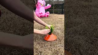 How we made a carrot patch in the yard