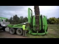 Пересадка больших деревьев