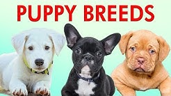 PUPPY BREEDS 101 - Learn Different Breeds of Puppies | Breeds of Dogs