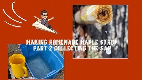 Making Homemade Maple Syrup Part 2 - Collecting the Sap