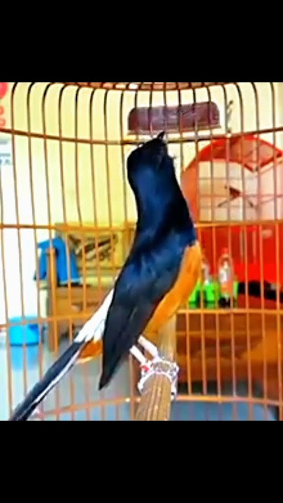 murai batu gacor isian prenjak