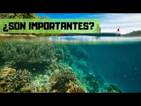 Video: ¿Deberían los humanos usar los arrecifes de coral?