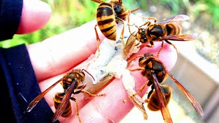 2018-07. Watching japanese yellow hornets(Vespa simillima).  キイロスズメバチ