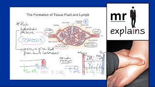 mr i explains: The Formation of Tissue Fluid and Lymph