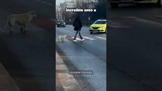 El mejor video de perritos para ver antes de dormir 🐶🌙