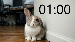 1 Minute Timer (INTENSE RABBIT MUSIC + Sound Notification at Zero) Curious