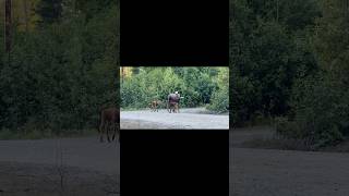 Alaska Mama Moose & Baby drama