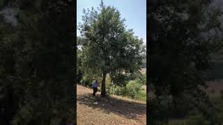 İlhan Dondurma Tokat Niksar Kuyucak Köyünden Anılar Ve Hatıralar
