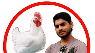 08-08-2020 | Poultry Rate today | Abhishek Singh Poultry