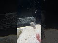 為防止藍環章魚越獄,把水缸扣堵住,這下感覺安全了#shorts #funny #搞笑 #搞笑视频 #pets #大熱門 #animals