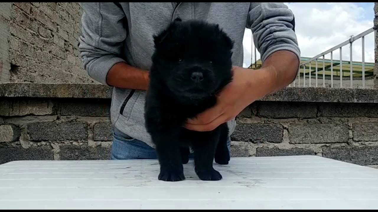 Chow Chow Perros hembra 4 Chow Chow con cara chata y abundante pelaje. 01(55)84885050 compromiso
