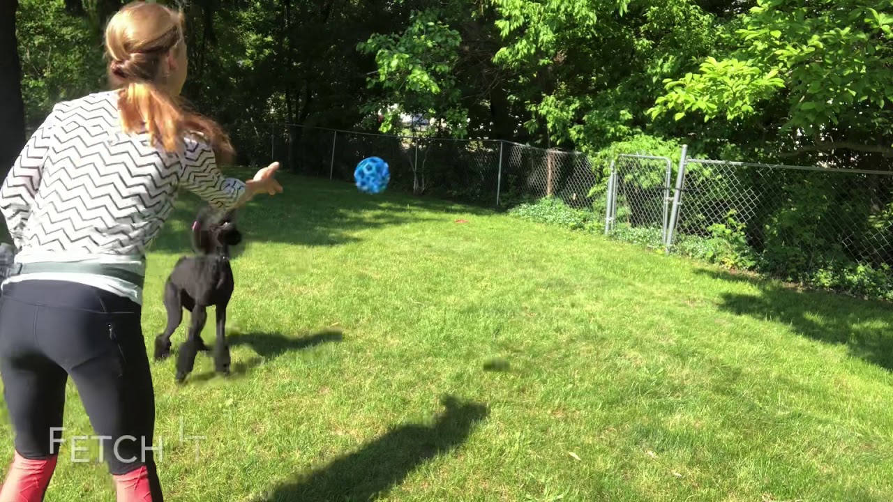 akc-trick-dog-novice-youtube
