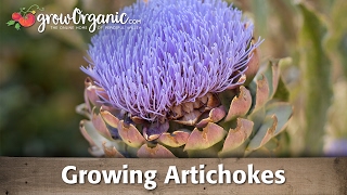 Growing Artichokes