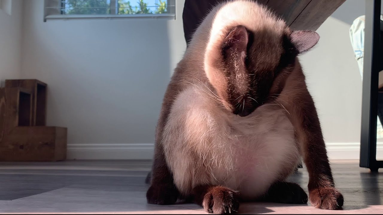 Siamese cat licks his belly in the sun YouTube