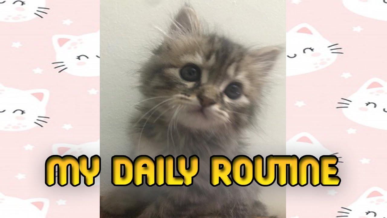 Cute Kitten's Daily Routine 😻 - YouTube