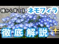 種から育てるネモフィラ✨【徹底解説】2023年