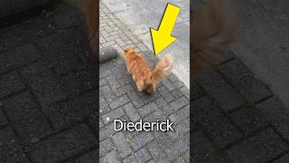 Thumbnail for DEZE KAT IS VERMIST!