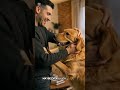 This Is Why Your Dog Keeps Misbehaving (It’s You) #shorts