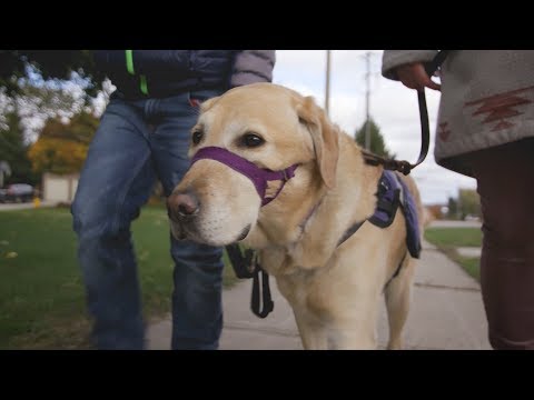 Video: Denne servicehund gør livet lettere for en dreng med autisme selv på hospitalet