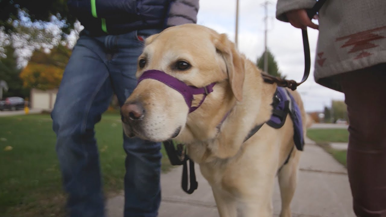 How a service dog transformed daily life for a boy with autism - YouTube